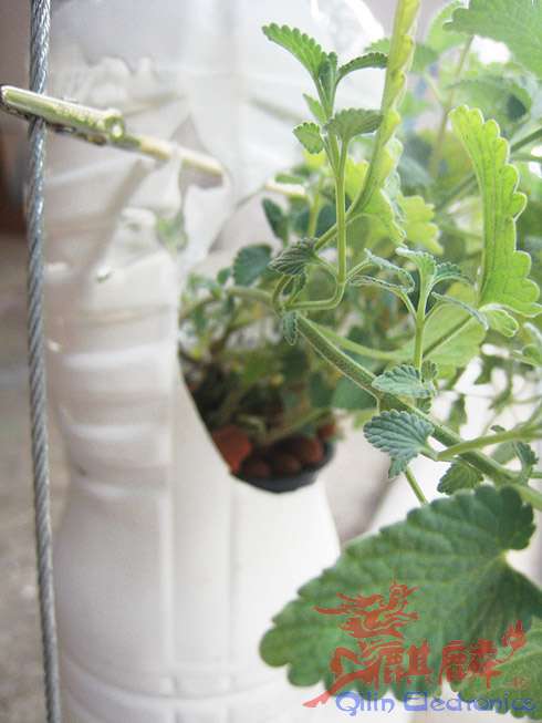 20100716_farm_7.jpg